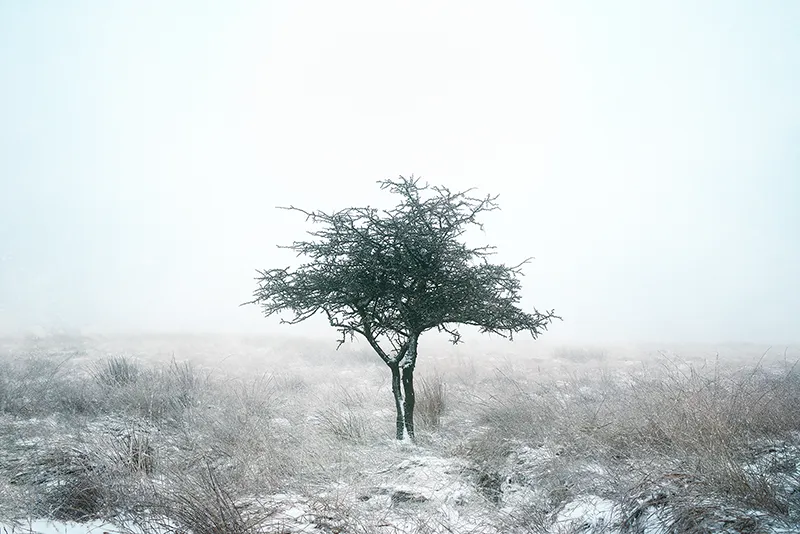 Sentinels